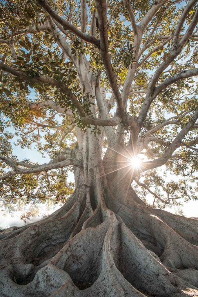 Core values for integrative therapy. Contextual Awareness. Sunlight filtering through the branches of a large tree, representing healing within history, systems, and cultural humility at Lumara Integrative Health.