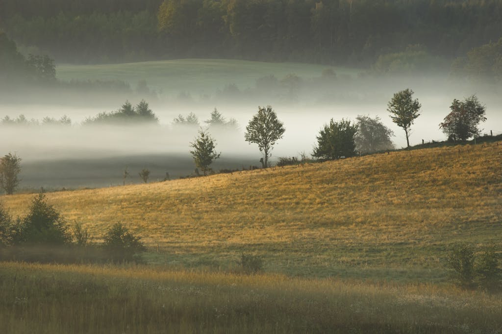 Misty sunrise landscape representing the integrative therapy approach and integrative mental health for whole-person healing.