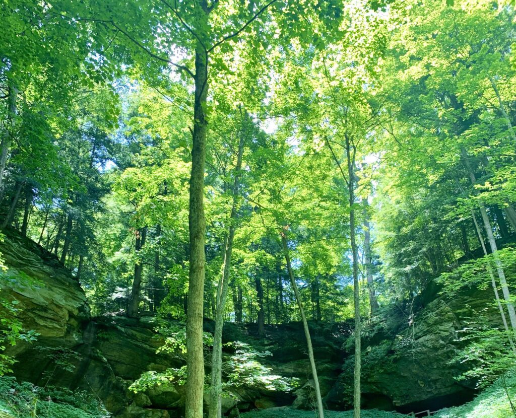 Therapy for Chronic Illness, Anxiety, and ADHD. Forest canopy in Illinois reflecting Lumara’s integrative, grounded care. Individual therapy in illinois.